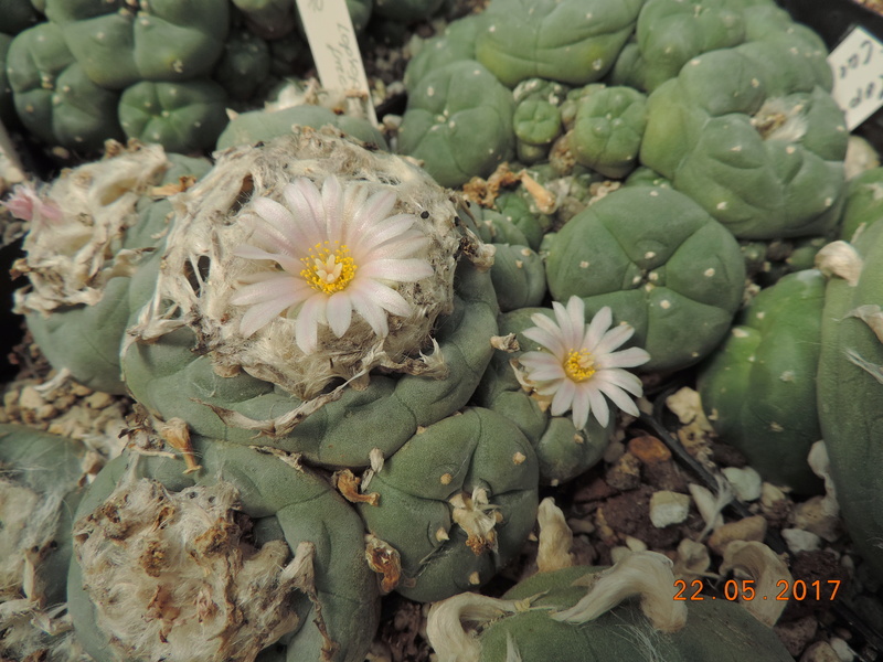 Cacti and Sukkulent in Köln, every day new flowers in the greenhouse Part 184 Bild1085