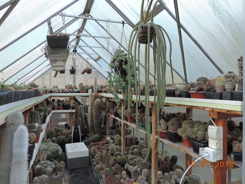 Cacti and Sukkulent in Köln, every day new flowers in the greenhouse Part 184 Bild1106