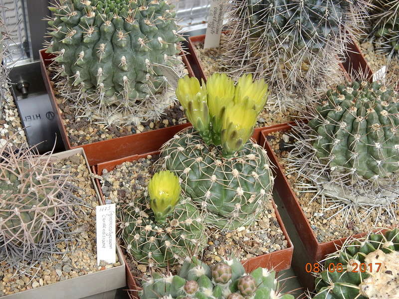 Cacti and Sukkulent in Köln, every day new flowers in the greenhouse Part 184 Bild1128