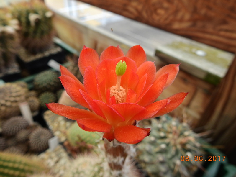 Cacti and Sukkulent in Köln, every day new flowers in the greenhouse Part 184 Bild1145