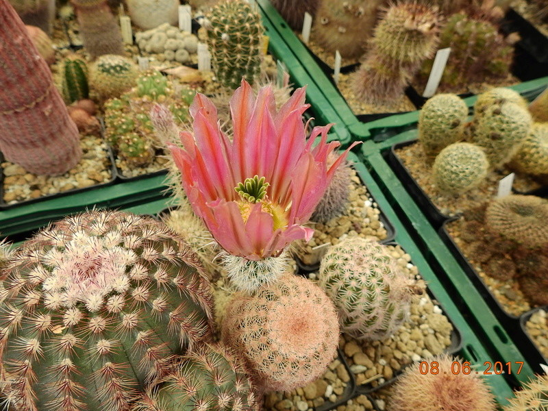 Cacti and Sukkulent in Köln, every day new flowers in the greenhouse Part 184 Bild1150