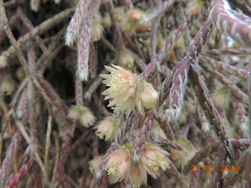 Cacti and Sukkulent in Köln, every day new flowers in the greenhouse Part 184 Bild1184