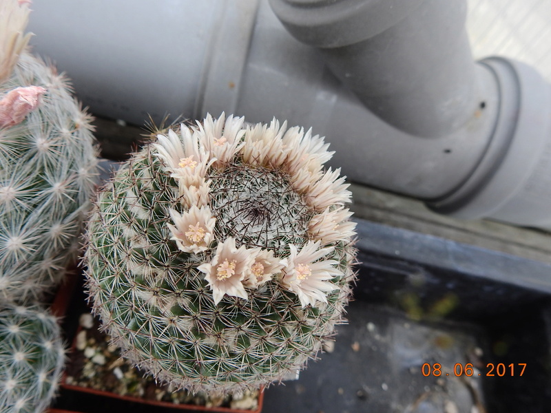 Cacti and Sukkulent in Köln, every day new flowers in the greenhouse Part 185 Bild1185