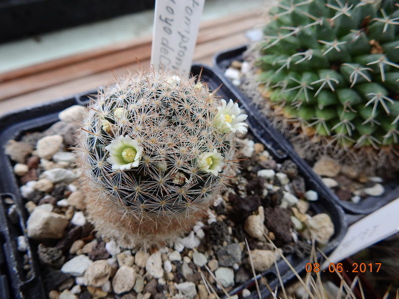 Cacti and Sukkulent in Köln, every day new flowers in the greenhouse Part 185 Bild1191