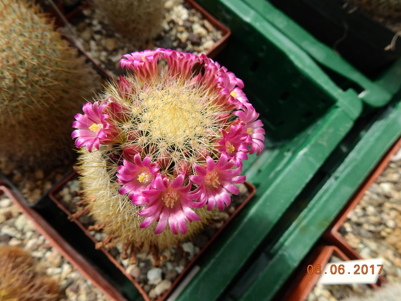 Cacti and Sukkulent in Köln, every day new flowers in the greenhouse Part 185 Bild1194