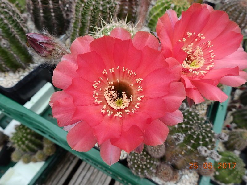 Cacti and Sukkulent in Köln, every day new flowers in the greenhouse Part 185 Bild1224