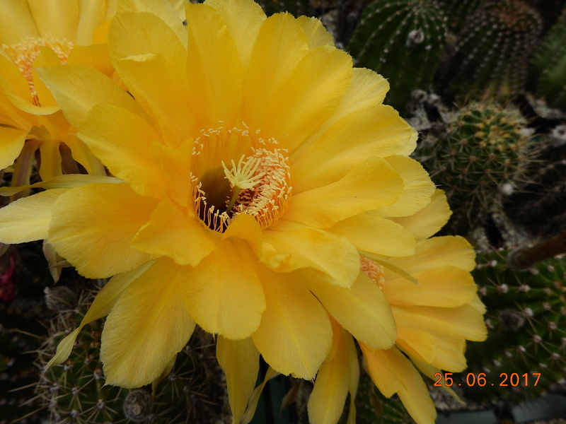 Cacti and Sukkulent in Köln, every day new flowers in the greenhouse Part 185 Bild1231