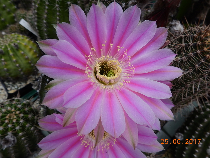 Cacti and Sukkulent in Köln, every day new flowers in the greenhouse Part 185 Bild1241