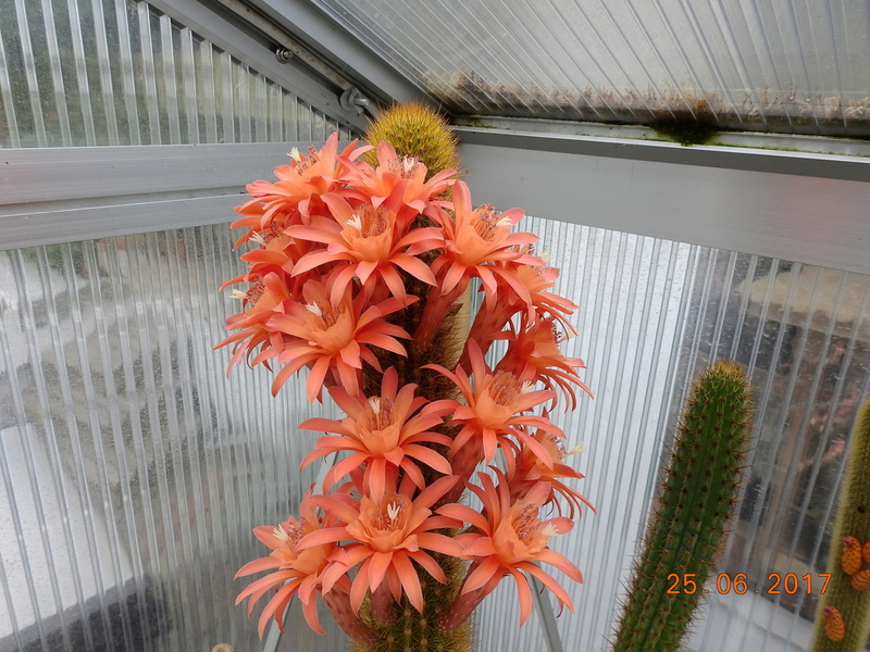 Cacti and Sukkulent in Köln, every day new flowers in the greenhouse Part 185 Bild1250
