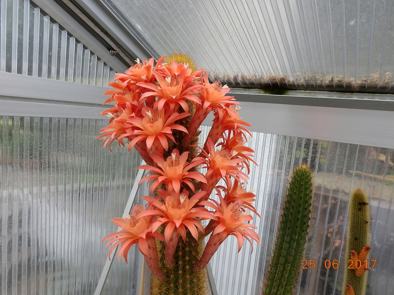 Cacti and Sukkulent in Köln, every day new flowers in the greenhouse Part 185 Bild1264