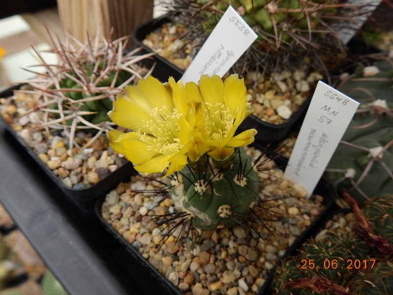 Cacti and Sukkulent in Köln, every day new flowers in the greenhouse Part 185 Bild1276