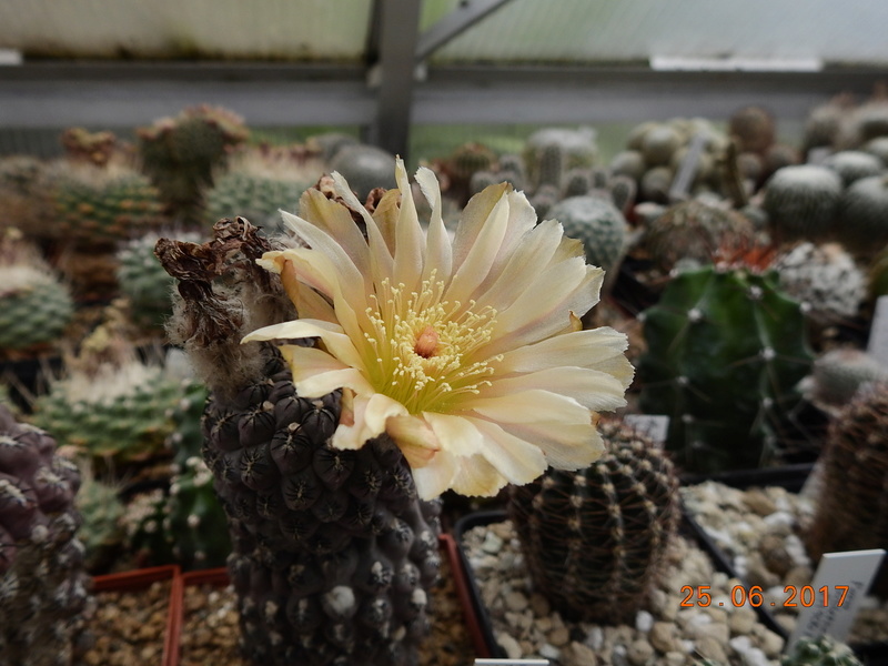 Cacti and Sukkulent in Köln, every day new flowers in the greenhouse Part 185 Bild1280