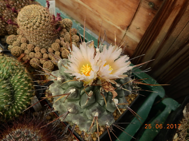 Cacti and Sukkulent in Köln, every day new flowers in the greenhouse Part 185 Bild1284