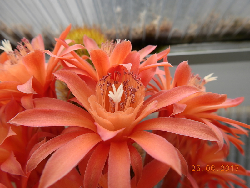 Cacti and Sukkulent in Köln, every day new flowers in the greenhouse Part 185 Bild1319