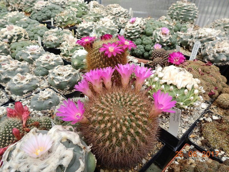 Cacti and Sukkulent in Köln, every day new flowers in the greenhouse Part 185 Bild1323
