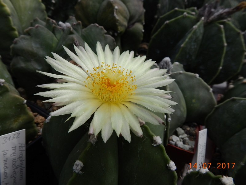 Cacti and Sukkulent in Köln, every day new flowers in the greenhouse Part 186 Bild1369