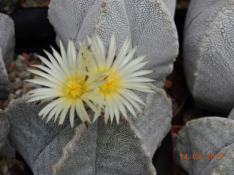 Cacti and Sukkulent in Köln, every day new flowers in the greenhouse Part 186 Bild1412
