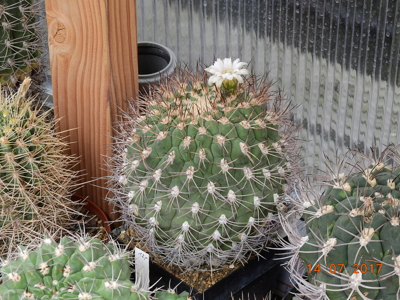 Cacti and Sukkulent in Köln, every day new flowers in the greenhouse Part 186 Bild1413