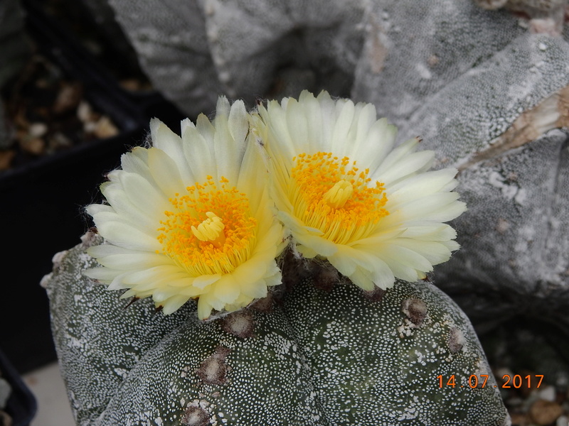 Cacti and Sukkulent in Köln, every day new flowers in the greenhouse Part 186 Bild1414