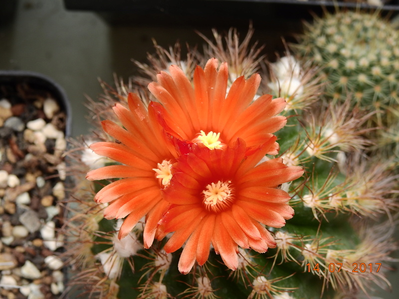 Cacti and Sukkulent in Köln, every day new flowers in the greenhouse Part 186 Bild1416