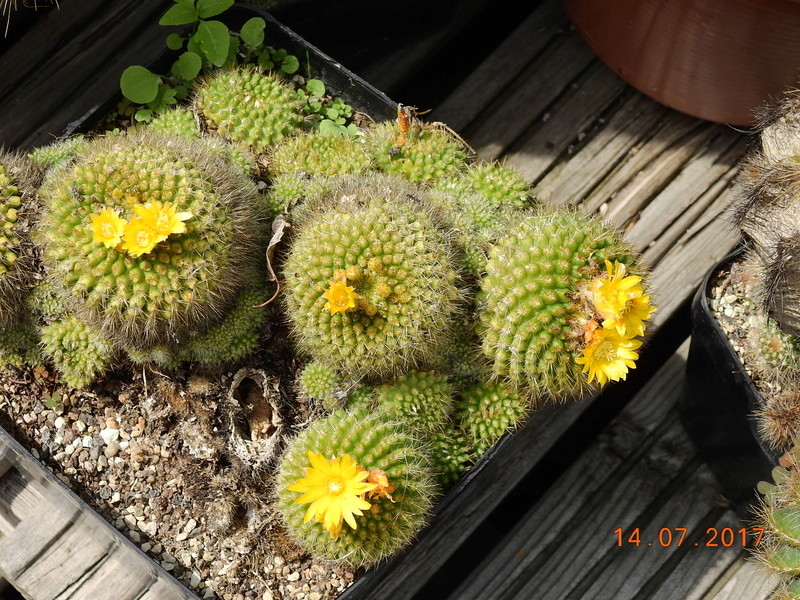 Cacti and Sukkulent in Köln, every day new flowers in the greenhouse Part 186 Bild1418