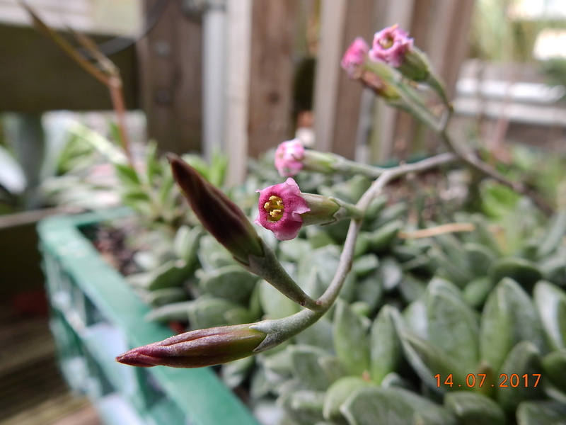 Cacti and Sukkulent in Köln, every day new flowers in the greenhouse Part 186 Bild1419