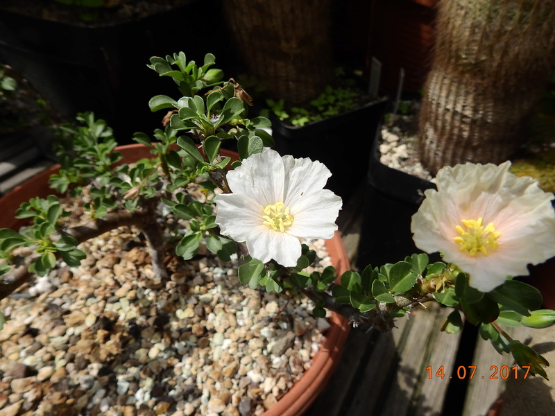 Cacti and Sukkulent in Köln, every day new flowers in the greenhouse Part 186 Bild1424