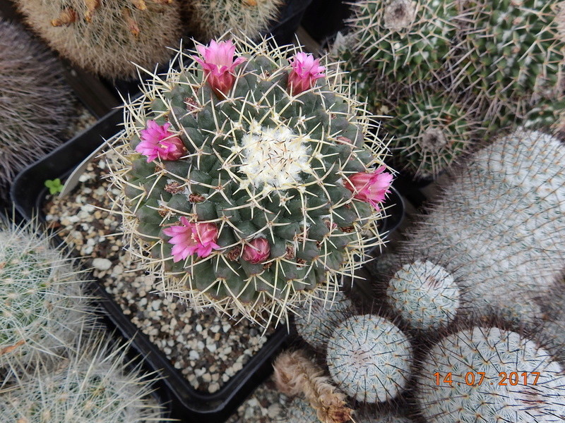 Cacti and Sukkulent in Köln, every day new flowers in the greenhouse Part 186 Bild1446