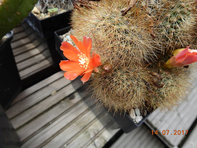Cacti and Sukkulent in Köln, every day new flowers in the greenhouse Part 186 Bild1447