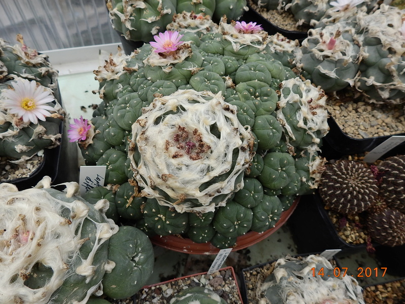 Cacti and Sukkulent in Köln, every day new flowers in the greenhouse Part 186 Bild1483