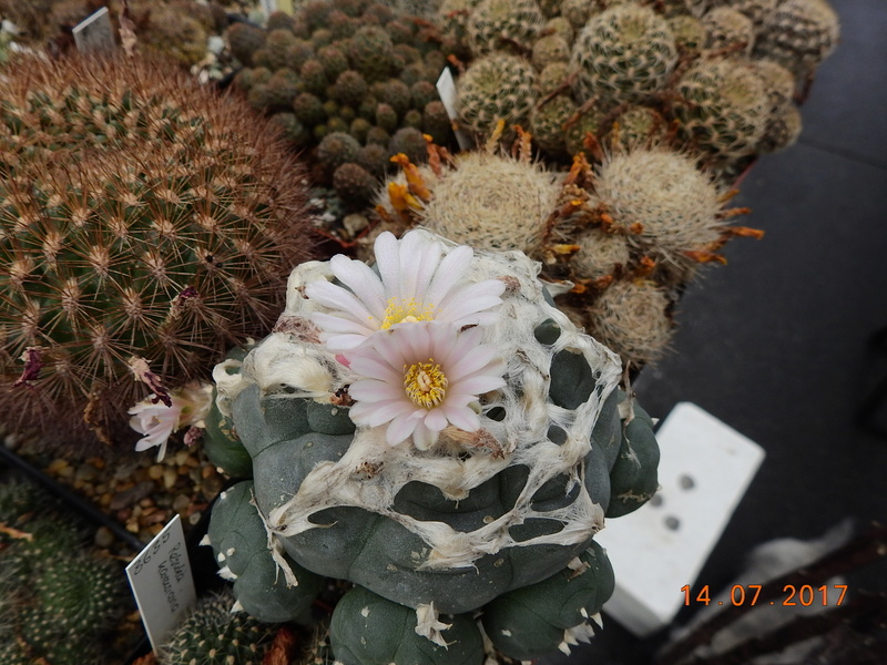 Cacti and Sukkulent in Köln, every day new flowers in the greenhouse Part 186 Bild1486