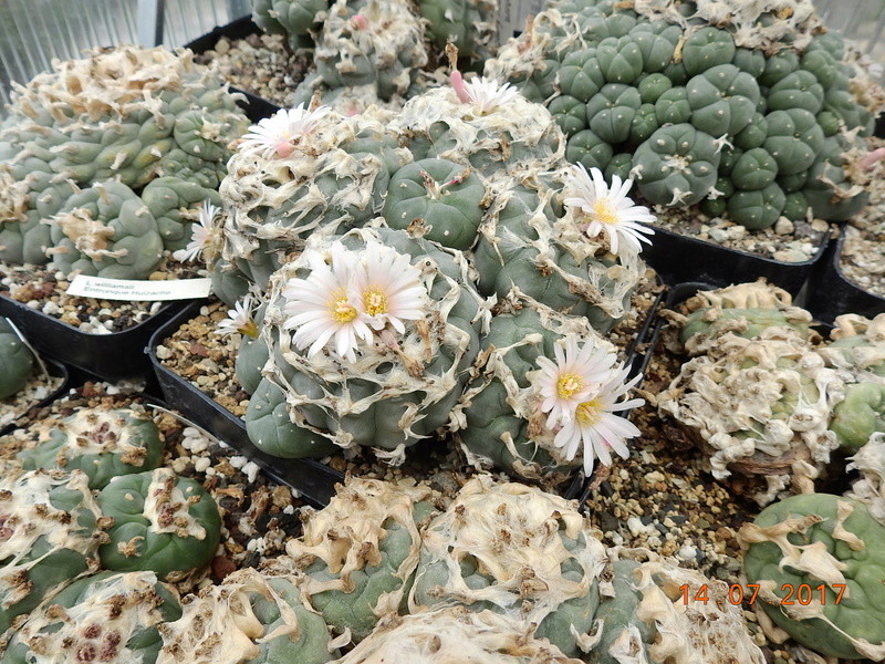 Cacti and Sukkulent in Köln, every day new flowers in the greenhouse Part 186 Bild1497