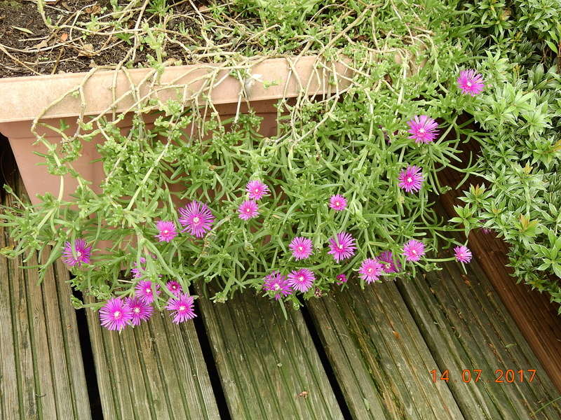 Cacti and Sukkulent in Köln, every day new flowers in the greenhouse Part 186 Bild1501