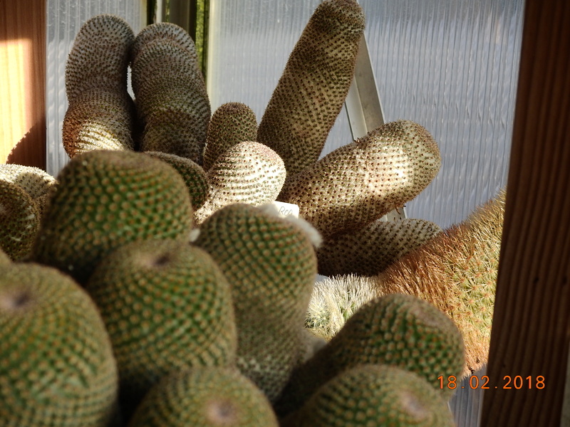 Cacti and Sukkulent in Köln, every day new flowers in the greenhouse Part 187 Bild1526