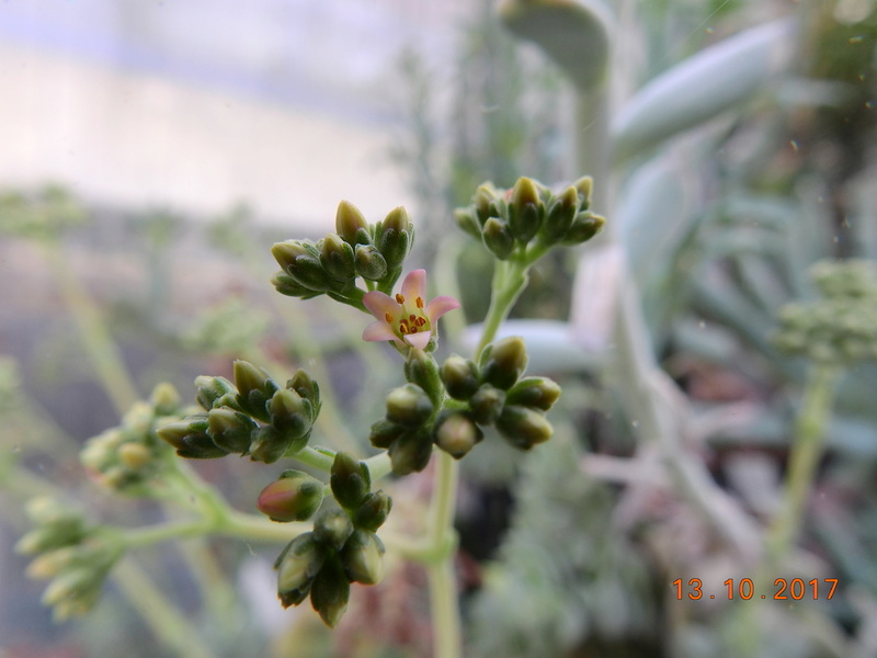 Cacti and Sukkulent in Köln, every day new flowers in the greenhouse Part 187 Bild1579