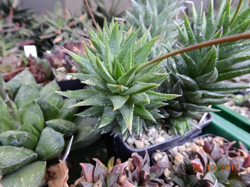 Cacti and Sukkulent in Köln, every day new flowers in the greenhouse Part 187 Bild1592