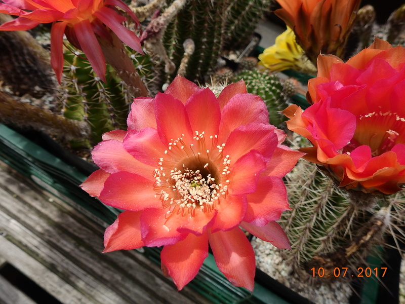 Cacti and Sukkulent in Köln, every day new flowers in the greenhouse Part 189 Bild1741