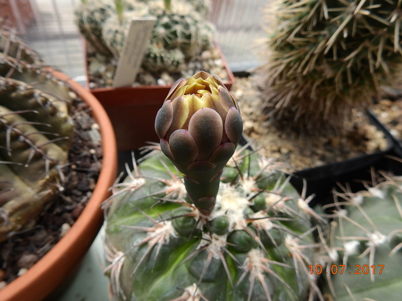 Cacti and Sukkulent in Köln, every day new flowers in the greenhouse Part 189 Bild1768