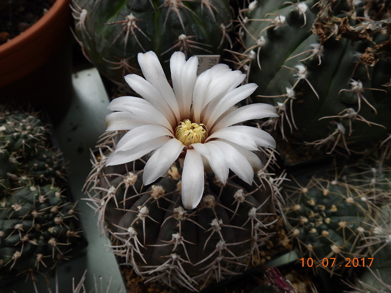 Cacti and Sukkulent in Köln, every day new flowers in the greenhouse Part 189 Bild1770