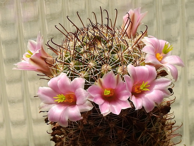 Cacti and Sukkulent in Köln, every day new flowers in the greenhouse Part 189 Bild1796