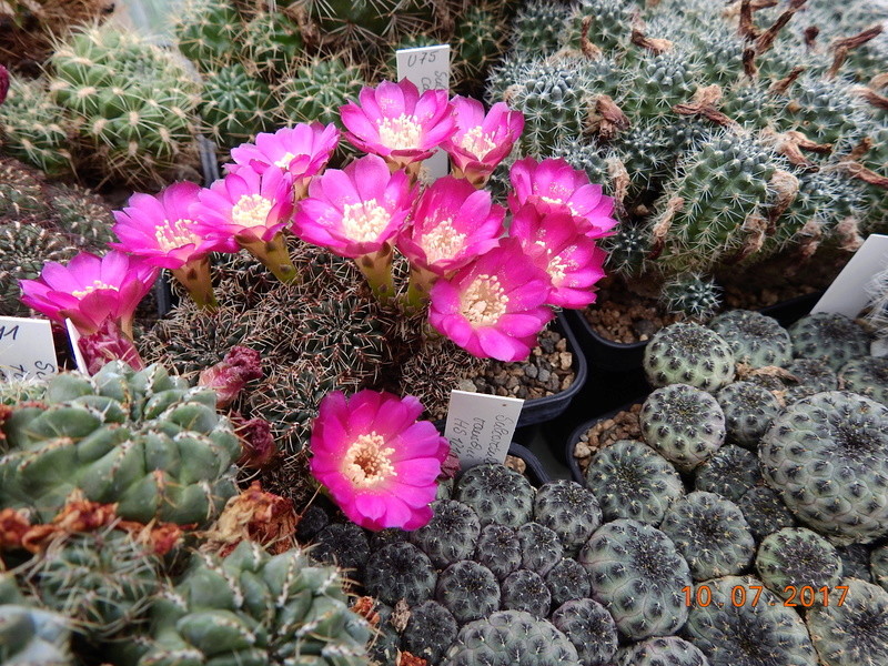 Cacti and Sukkulent in Köln, every day new flowers in the greenhouse Part 189 Bild1834