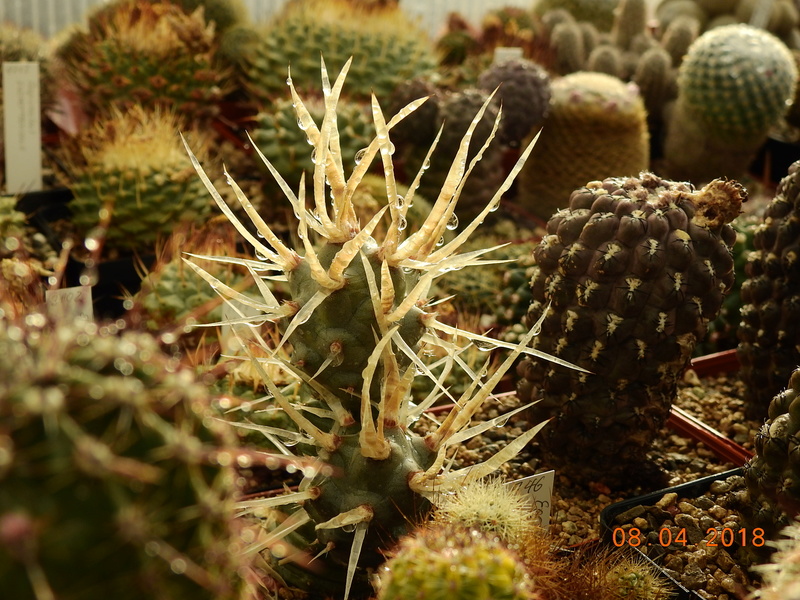 Cacti and Sukkulent in Köln, every day new flowers in the greenhouse Part 190 Bild1877