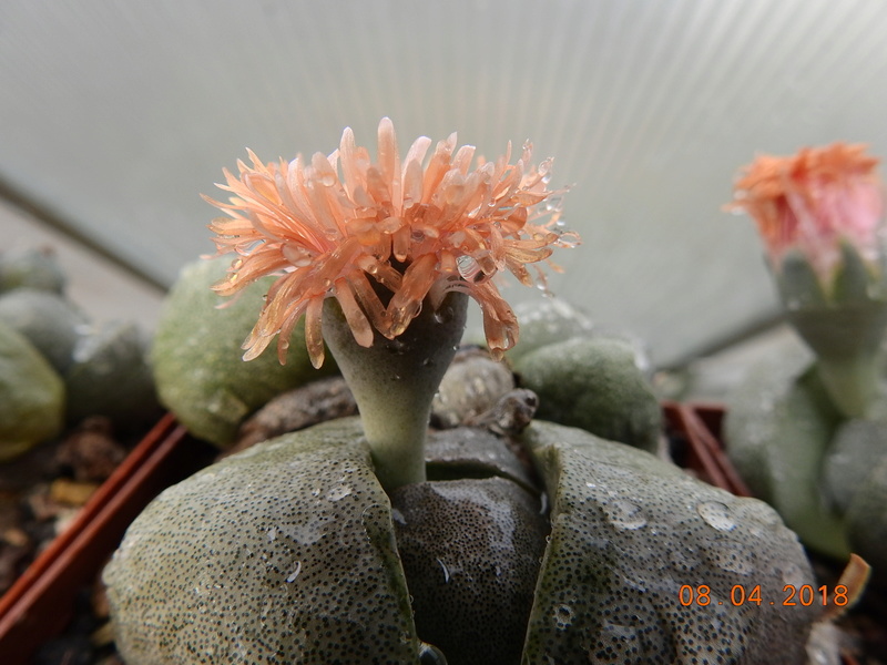 Cacti and Sukkulent in Köln, every day new flowers in the greenhouse Part 190 Bild1878
