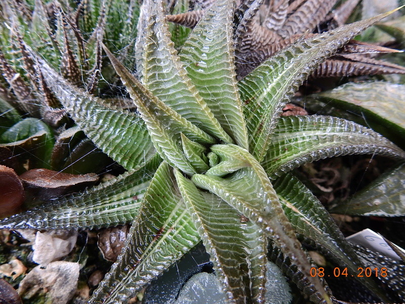 Cacti and Sukkulent in Köln, every day new flowers in the greenhouse Part 190 Bild1884