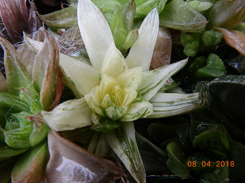 Cacti and Sukkulent in Köln, every day new flowers in the greenhouse Part 190 Bild1890