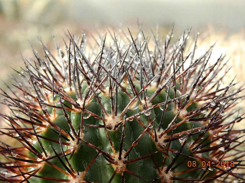 Cacti and Sukkulent in Köln, every day new flowers in the greenhouse Part 190 Bild1908