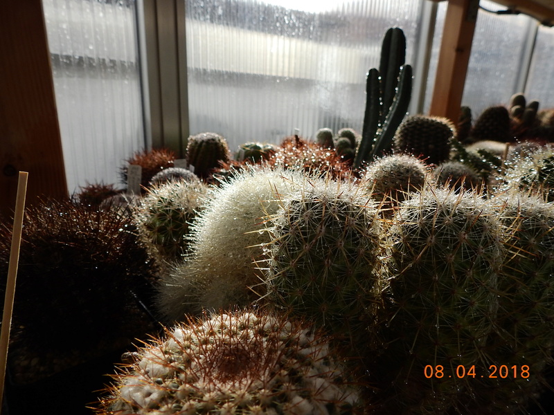 Cacti and Sukkulent in Köln, every day new flowers in the greenhouse Part 190 Bild1912