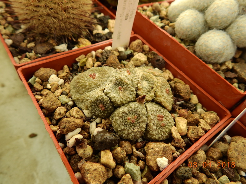 Cacti and Sukkulent in Köln, every day new flowers in the greenhouse Part 190 Bild1913