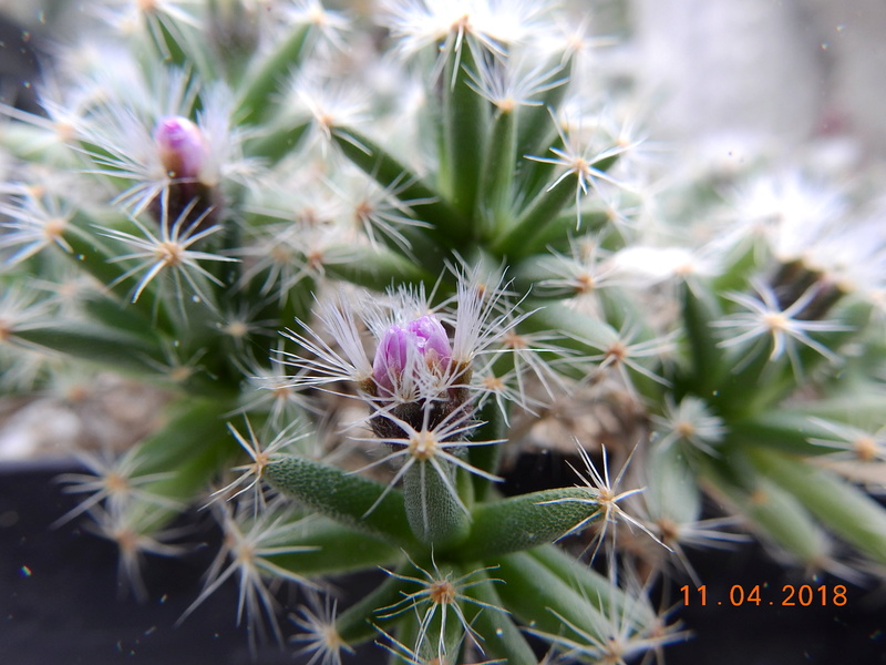 Cacti and Sukkulent in Köln, every day new flowers in the greenhouse Part 191 Bild1958