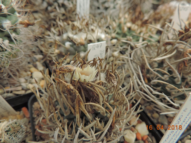 Cacti and Sukkulent in Köln, every day new flowers in the greenhouse Part 191 Bild1997